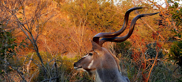 kudu.png