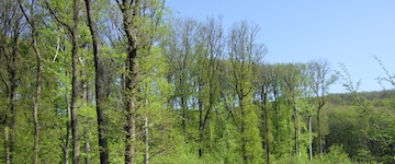 Cobenzl treetops